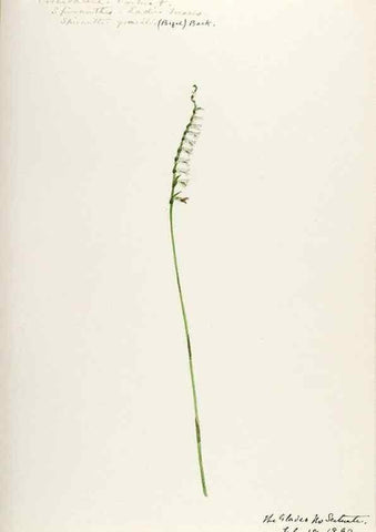 Reproducción/Reproduction 48787820101: [Water-color sketches of plants of North America and Europe]. . 