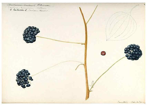Reproducción/Reproduction 48787787266: [Water-color sketches of plants of North America and Europe]. . 