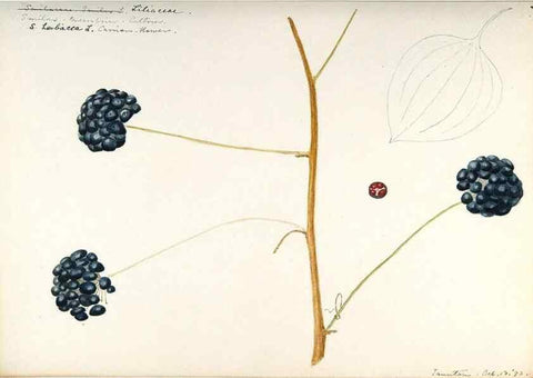 Reproducción/Reproduction 48787787266: [Water-color sketches of plants of North America and Europe]. . 