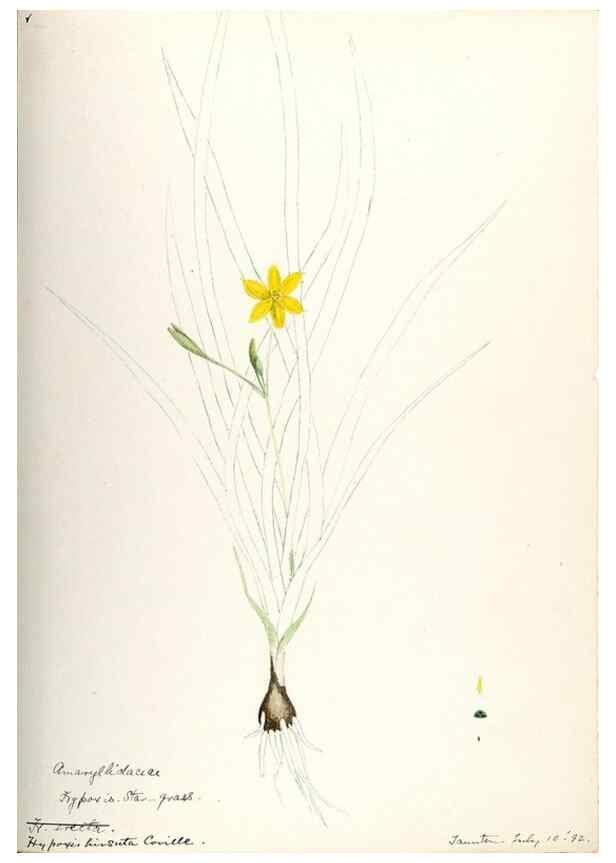 Reproducción/Reproduction 48787787786: [Water-color sketches of plants of North America and Europe]. . 
