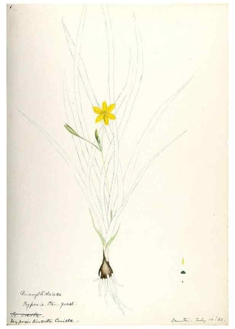 Reproducción/Reproduction 48787787786: [Water-color sketches of plants of North America and Europe]. . 