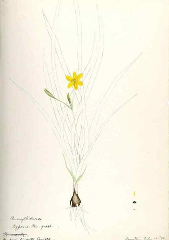 Reproducción/Reproduction 48787787786: [Water-color sketches of plants of North America and Europe]. . 