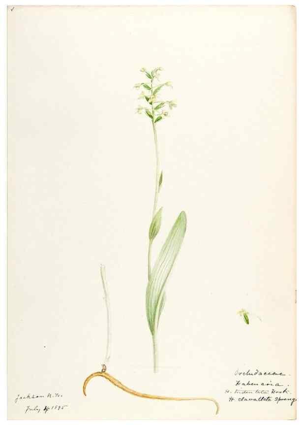 Reproducción/Reproduction 48787963872: [Water-color sketches of plants of North America and Europe]. . 