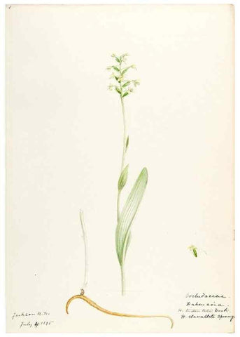Reproducción/Reproduction 48787963872: [Water-color sketches of plants of North America and Europe]. . 