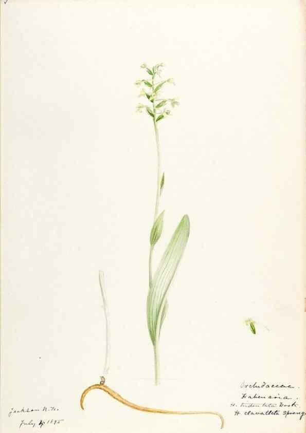 Reproducción/Reproduction 48787963872: [Water-color sketches of plants of North America and Europe]. . 