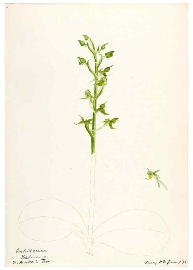 Reproducción/Reproduction 48787964227: [Water-color sketches of plants of North America and Europe]. . 