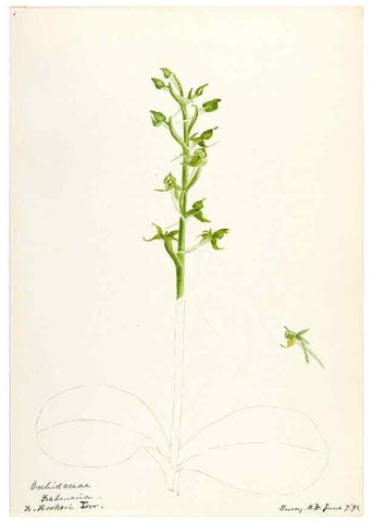 Reproducción/Reproduction 48787964227: [Water-color sketches of plants of North America and Europe]. . 