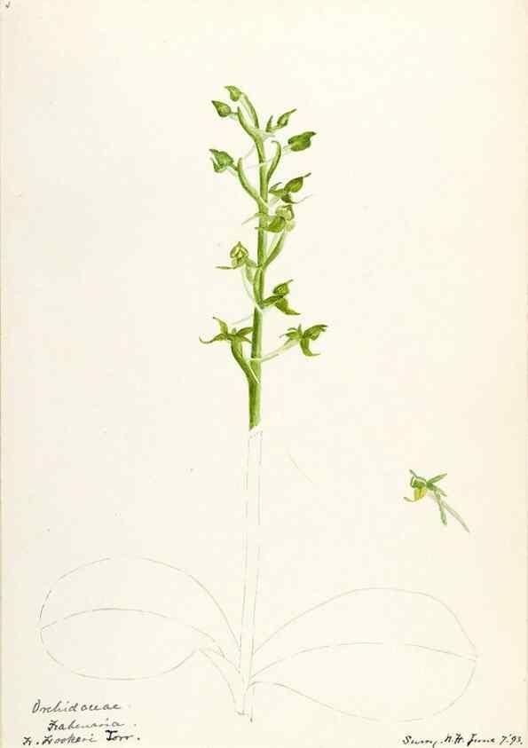 Reproducción/Reproduction 48787964227: [Water-color sketches of plants of North America and Europe]. . 