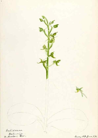 Reproducción/Reproduction 48787964227: [Water-color sketches of plants of North America and Europe]. . 