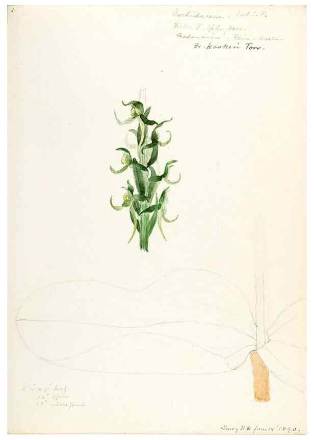 Reproducción/Reproduction 48787455173: [Water-color sketches of plants of North America and Europe]. . 