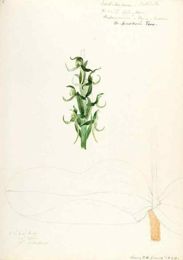 Reproducción/Reproduction 48787455173: [Water-color sketches of plants of North America and Europe]. . 