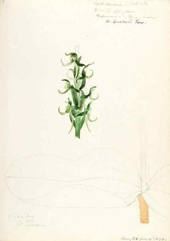 Reproducción/Reproduction 48787455173: [Water-color sketches of plants of North America and Europe]. . 