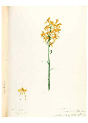 Reproducción/Reproduction 48787815631: [Water-color sketches of plants of North America and Europe]. . 
