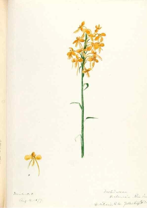 Reproducción/Reproduction 48787815631: [Water-color sketches of plants of North America and Europe]. . 