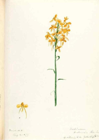 Reproducción/Reproduction 48787815631: [Water-color sketches of plants of North America and Europe]. . 