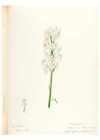Reproducción/Reproduction 48787815881: [Water-color sketches of plants of North America and Europe]. . 