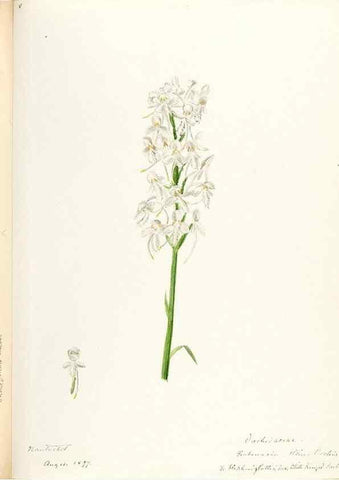 Reproducción/Reproduction 48787815881: [Water-color sketches of plants of North America and Europe]. . 