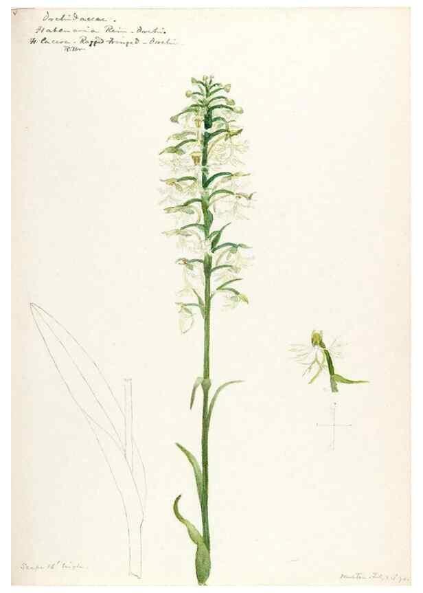 Reproducción/Reproduction 48787816241: [Water-color sketches of plants of North America and Europe]. . 