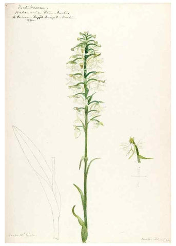 Reproducción/Reproduction 48787816241: [Water-color sketches of plants of North America and Europe]. . 