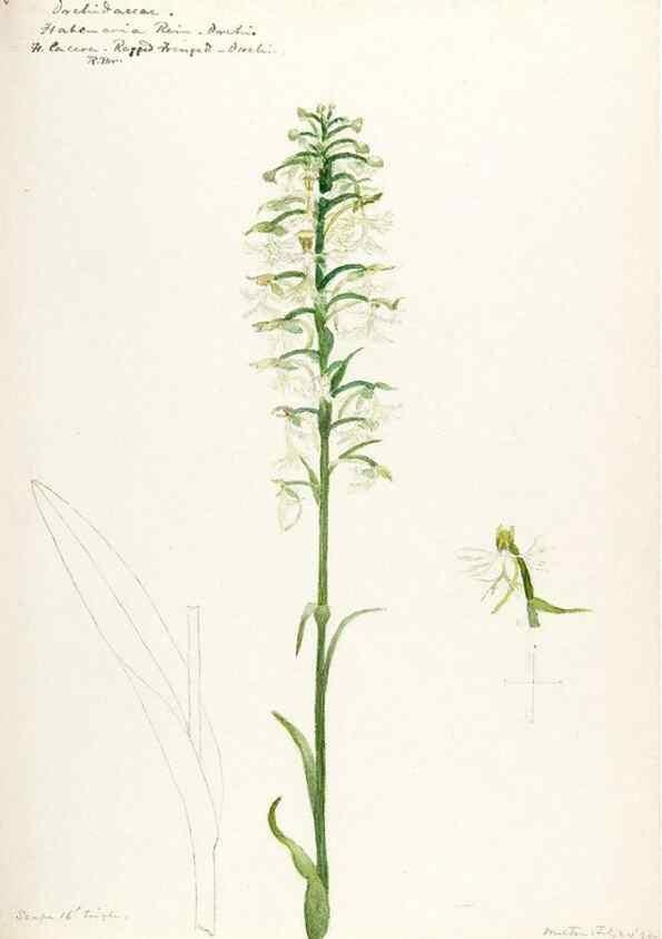 Reproducción/Reproduction 48787816241: [Water-color sketches of plants of North America and Europe]. . 