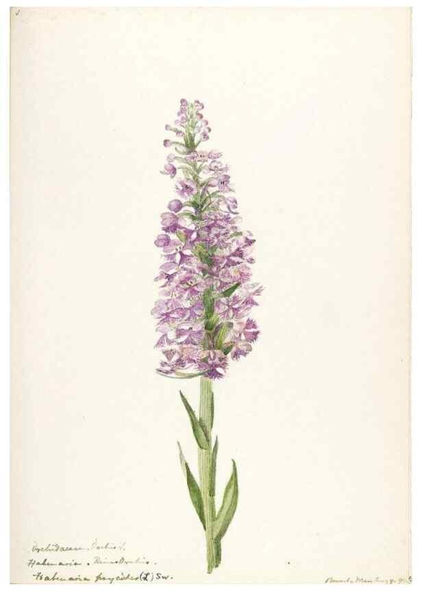 Reproducción/Reproduction 48787816621: [Water-color sketches of plants of North America and Europe]. . 