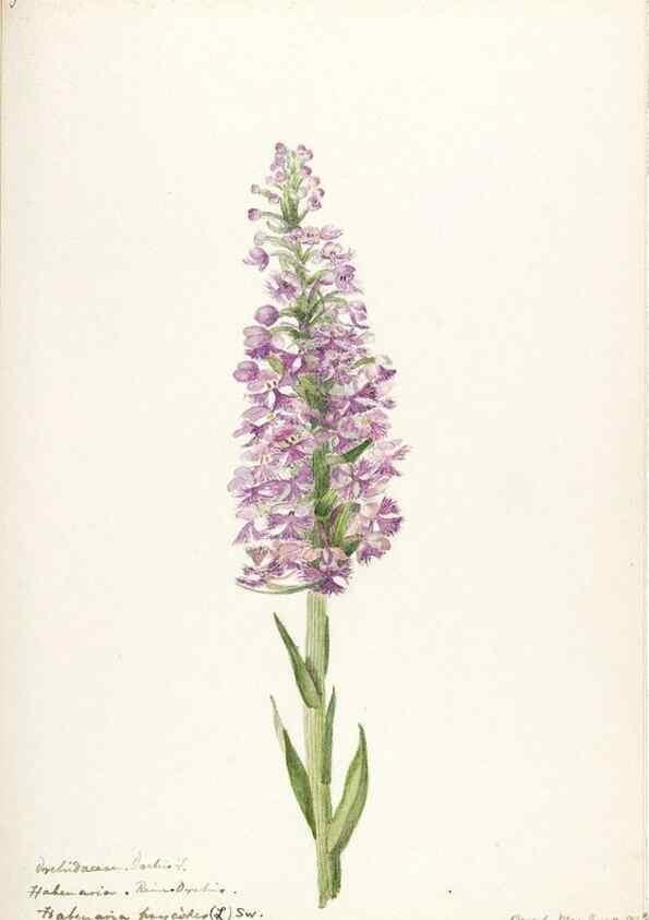Reproducción/Reproduction 48787816621: [Water-color sketches of plants of North America and Europe]. . 