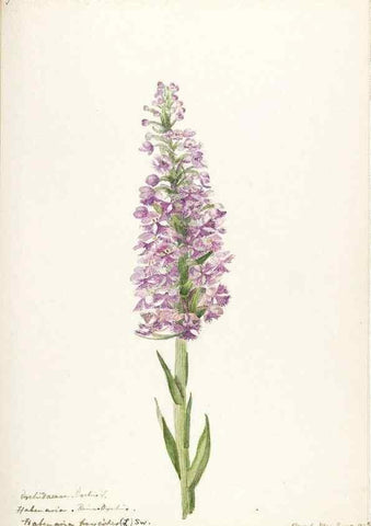 Reproducción/Reproduction 48787816621: [Water-color sketches of plants of North America and Europe]. . 