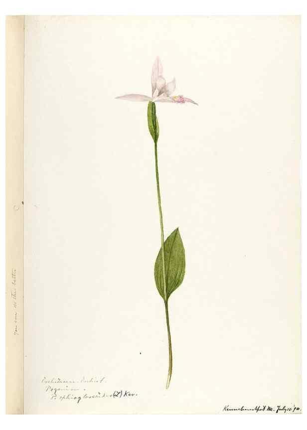 Reproducción/Reproduction 48787817011: [Water-color sketches of plants of North America and Europe]. . 