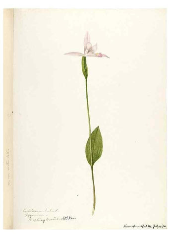 Reproducción/Reproduction 48787817011: [Water-color sketches of plants of North America and Europe]. . 