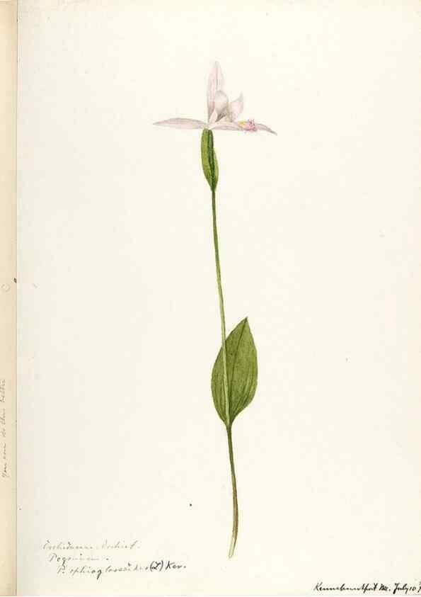 Reproducción/Reproduction 48787817011: [Water-color sketches of plants of North America and Europe]. . 