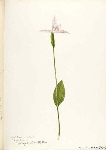 Reproducción/Reproduction 48787817011: [Water-color sketches of plants of North America and Europe]. . 