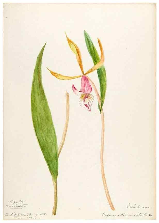 Reproducción/Reproduction 48787817396: [Water-color sketches of plants of North America and Europe]. . 