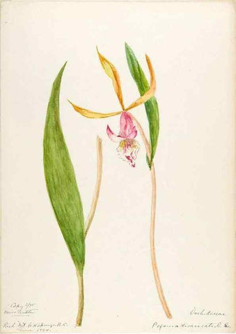 Reproducción/Reproduction 48787817396: [Water-color sketches of plants of North America and Europe]. . 