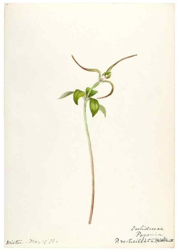 Reproducción/Reproduction 48787966912: [Water-color sketches of plants of North America and Europe]. . 
