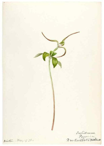 Reproducción/Reproduction 48787966912: [Water-color sketches of plants of North America and Europe]. . 