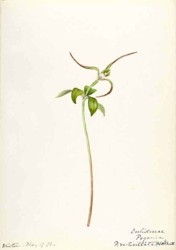 Reproducción/Reproduction 48787966912: [Water-color sketches of plants of North America and Europe]. . 