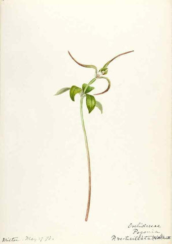 Reproducción/Reproduction 48787966912: [Water-color sketches of plants of North America and Europe]. . 