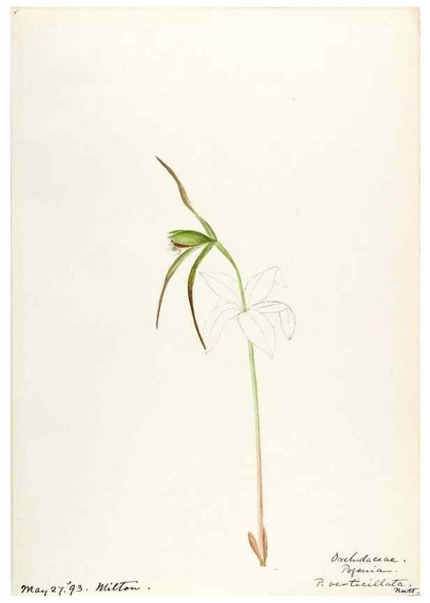 Reproducción/Reproduction 48787458068: [Water-color sketches of plants of North America and Europe]. . 