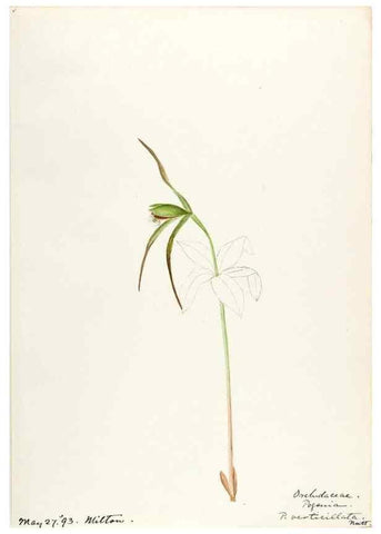 Reproducción/Reproduction 48787458068: [Water-color sketches of plants of North America and Europe]. . 