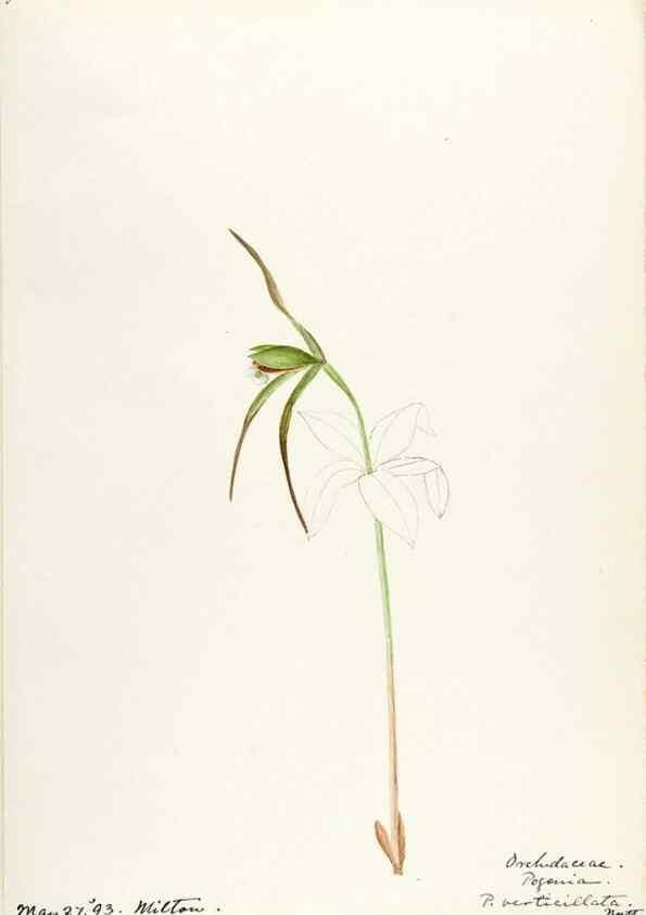 Reproducción/Reproduction 48787458068: [Water-color sketches of plants of North America and Europe]. . 