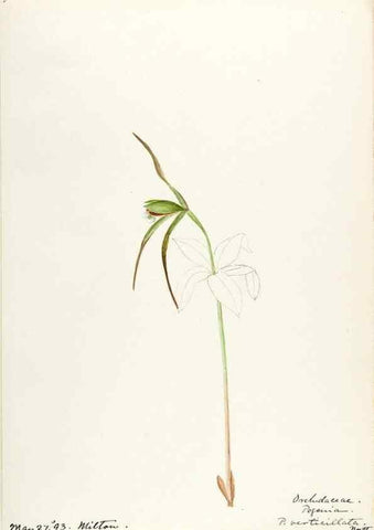 Reproducción/Reproduction 48787458068: [Water-color sketches of plants of North America and Europe]. . 