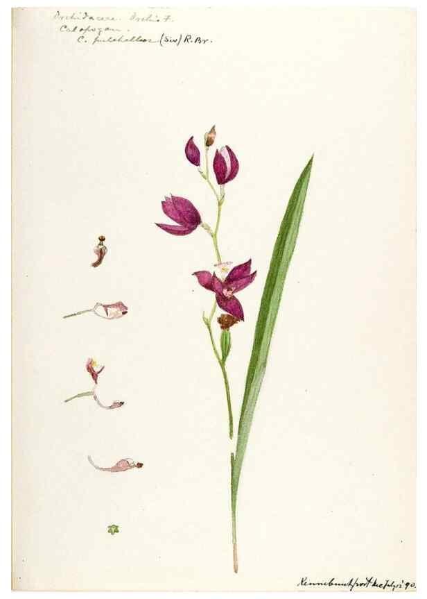 Reproducción/Reproduction 48787458418: [Water-color sketches of plants of North America and Europe]. . 