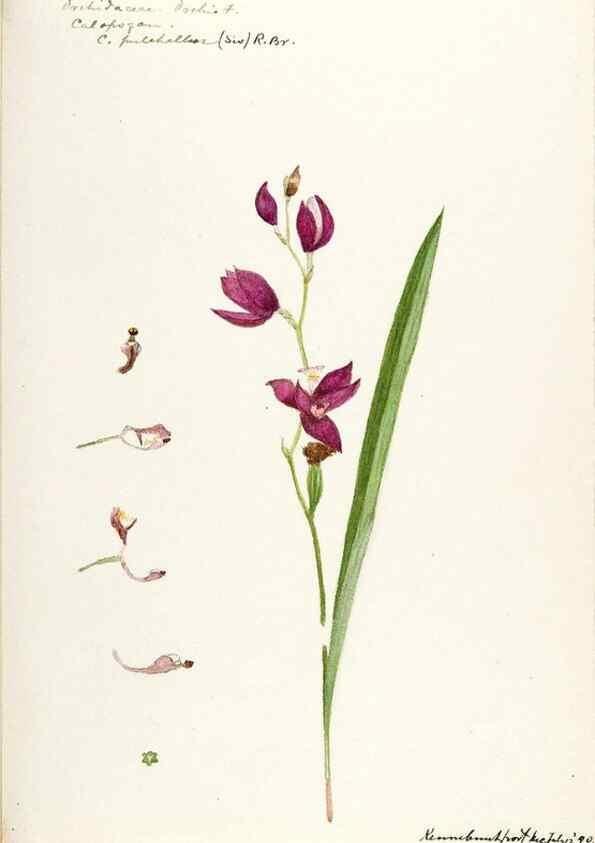 Reproducción/Reproduction 48787458418: [Water-color sketches of plants of North America and Europe]. . 