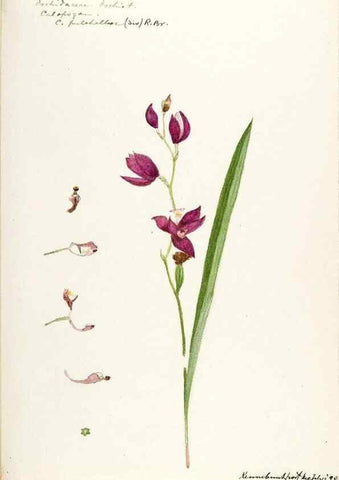 Reproducción/Reproduction 48787458418: [Water-color sketches of plants of North America and Europe]. . 