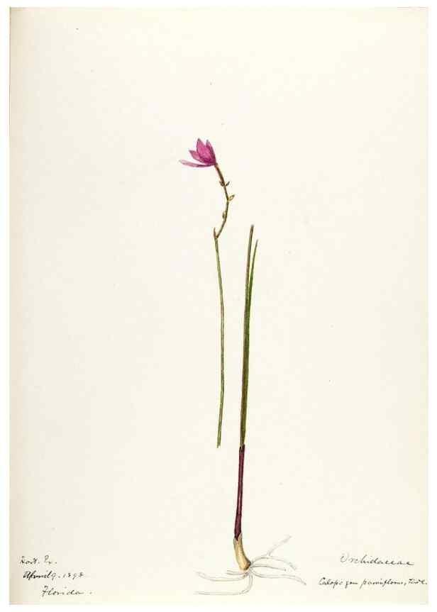 Reproducción/Reproduction 48787458798: [Water-color sketches of plants of North America and Europe]. . 
