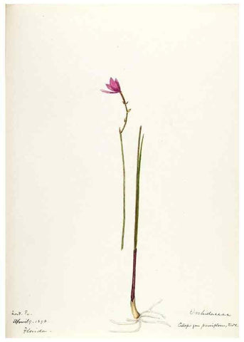 Reproducción/Reproduction 48787458798: [Water-color sketches of plants of North America and Europe]. . 