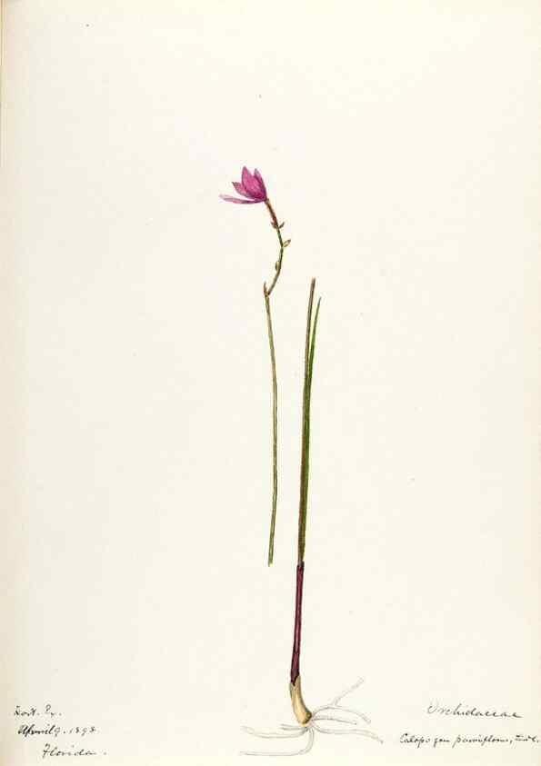 Reproducción/Reproduction 48787458798: [Water-color sketches of plants of North America and Europe]. . 
