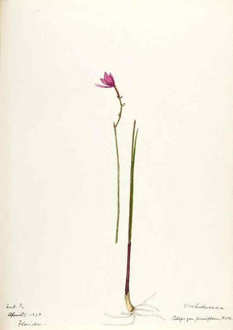 Reproducción/Reproduction 48787458798: [Water-color sketches of plants of North America and Europe]. . 