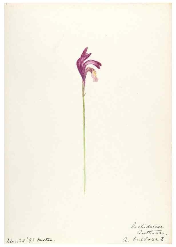 Reproducción/Reproduction 48787819121: [Water-color sketches of plants of North America and Europe]. . 