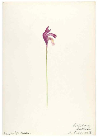 Reproducción/Reproduction 48787819121: [Water-color sketches of plants of North America and Europe]. . 